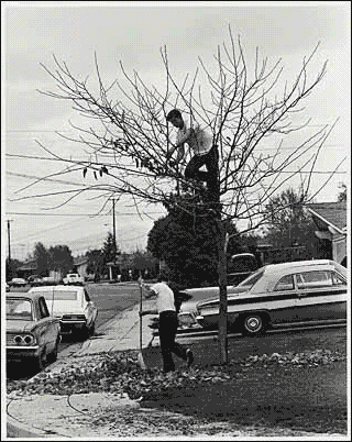 raking leaves